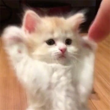 Ảnh đại diện người dùng Hoàng Lâm